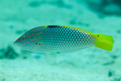 BD-150225-Tiran-6852-Halichoeres-hortulanus-(Lacepède.-1801)-[Checkerboard-wrasse].jpg
